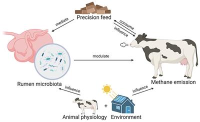 Unveiling microbial biomarkers of ruminant <mark class="highlighted">methane emission</mark> through machine learning